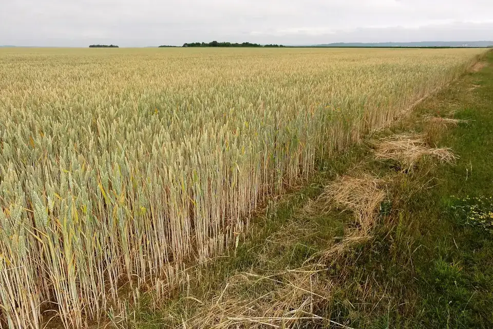 Un champ de blé sur le plateau, à La Malmaison, dans l'Aisne, sous un ciel d'été