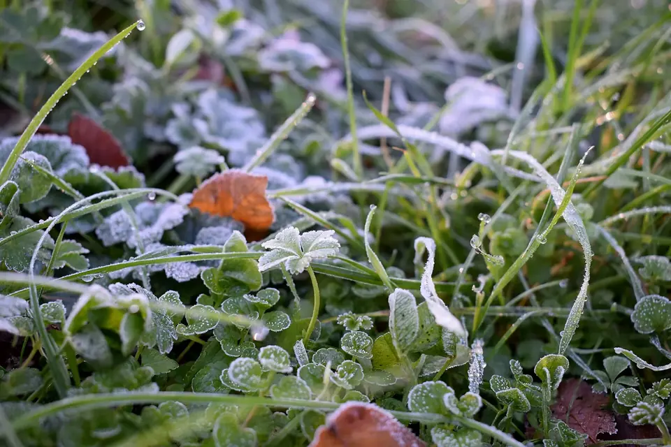 Feuilles de trèfle couvertes de cristaux de gelée blanche au petit matin