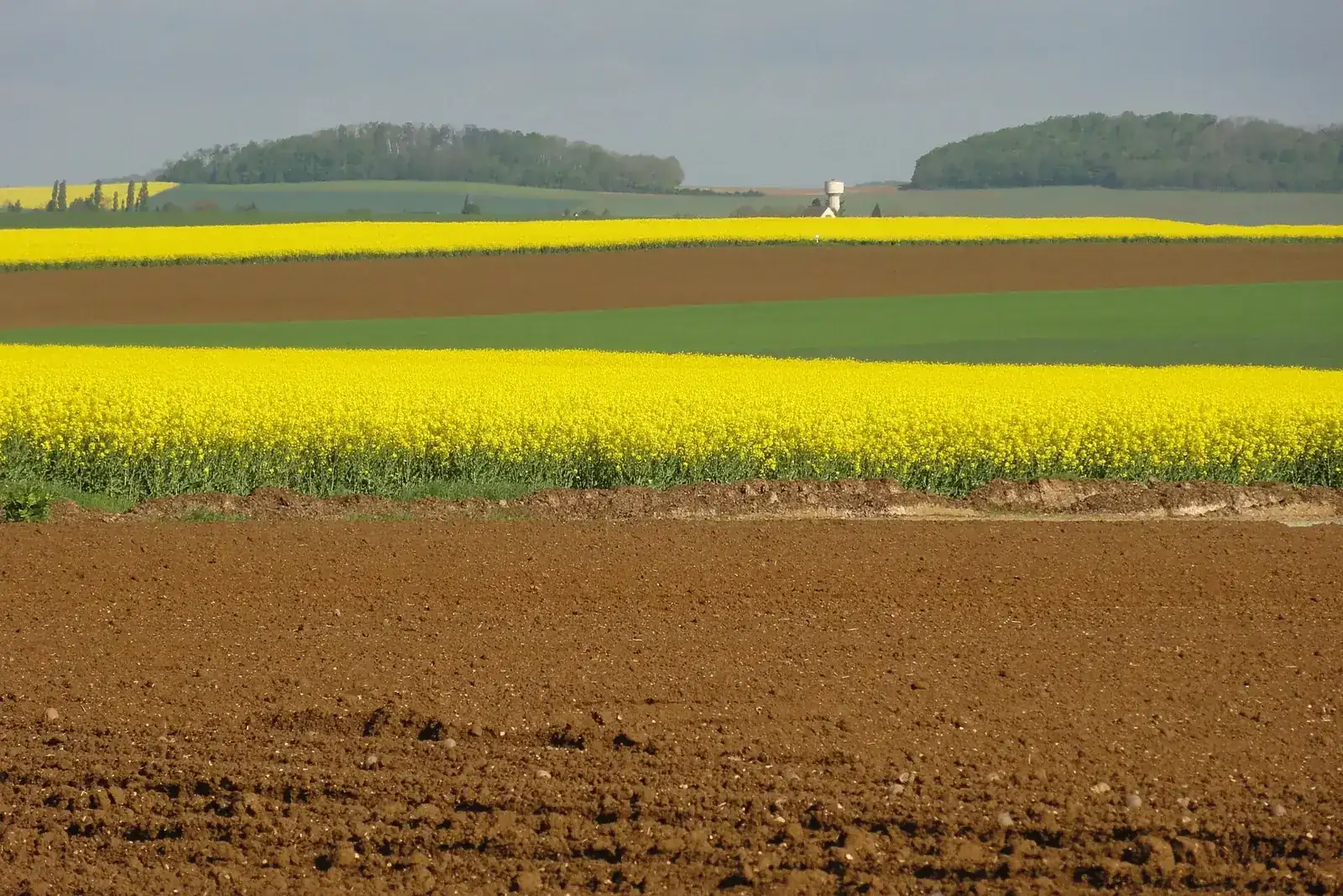 Champs de colza en fleur et terres labourées sur le plateau, avec des bois à l'horizon, à Monceau-le-Waast dans l'Aisne