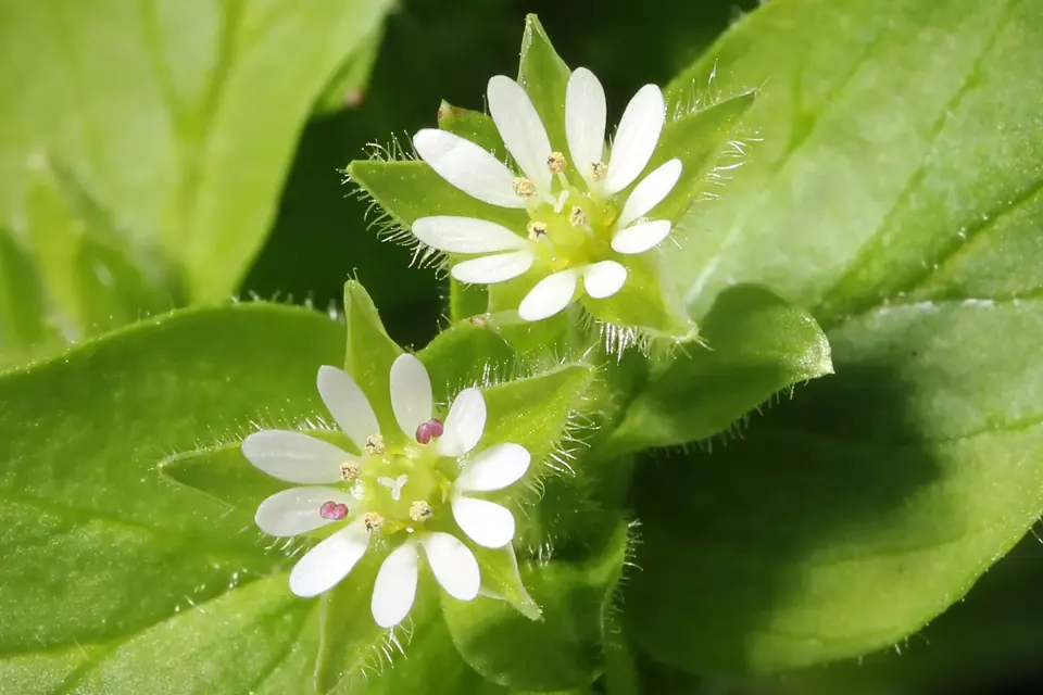 Gros plan sur du mouron des oiseaux, petite plante rampante aux feuilles ovales et aux minuscules fleurs blanches étoilées
