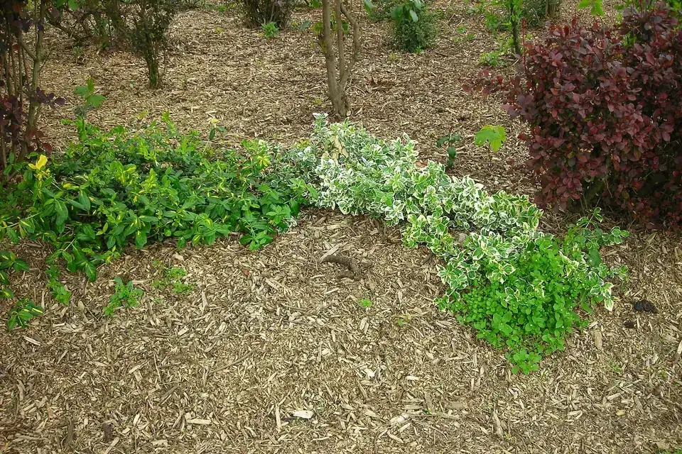 Massif couvert d'un épais paillage de broyat de branches au pied d'arbustes, dans un jardin public