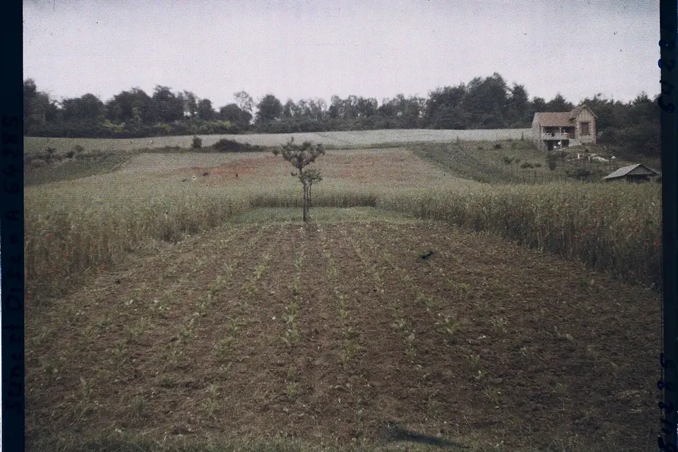 Photographie autochrome ancienne de cultures légumières et céréalières devant une maison, à Presles